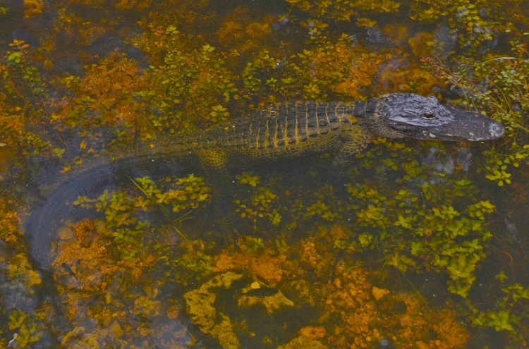 alligator